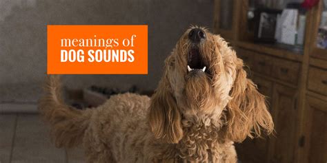 Dogs with sound. Things To Know About Dogs with sound. 