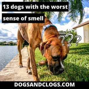 Dogs with worst sense of smell.  But it does indicate they carry a worki...