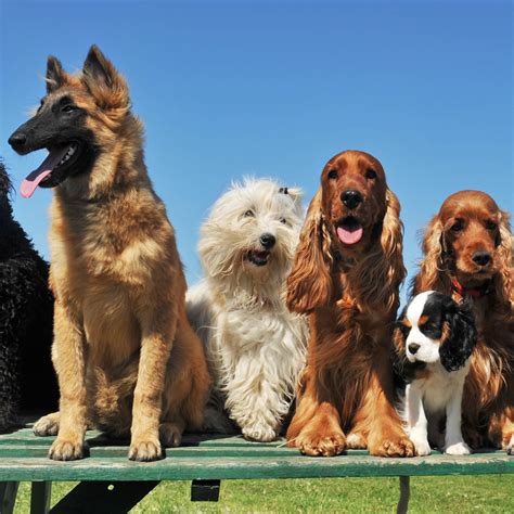 Dogs world. 1 / 11. 10 Largest Dog Breeds In the World ©(PHOTO BY SOPHIE HOLLIES/UNSPLASH) Dogs come in different shapes and sizes, and some breeds are truly giants among them. Each of these pups has its own ... 