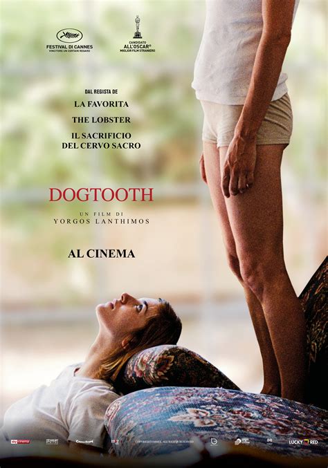 Dogtooth movie. A cat gets disemboweled with a pair of gardening shears. Although the scene is not viewed, we get to hear the cat's yowls and see the bloody aftermath. A woman is beaten with a VCR. A young man has his arm sliced with a kitchen knife. This scene is sudden, but brief and we see some blood splatter. 