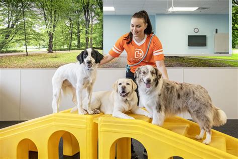Dogtopia Daycare Prices