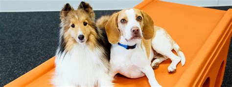 Dogtopia of Wesmont Station, Wood-Ridge, New Jersey. 82 likes · 123 talking about this · 3 were here. Dogtopia provides the highest quality dog daycare and boarding in North America with a focus on.... 