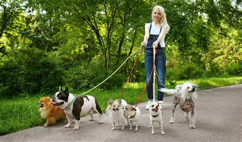 Dogwalkers. 26 Jun 2020 ... A midday walk also breaks up a long, boring day for the dog, and helps reduce destructive behavior. A walker also gives your dog some love and ... 