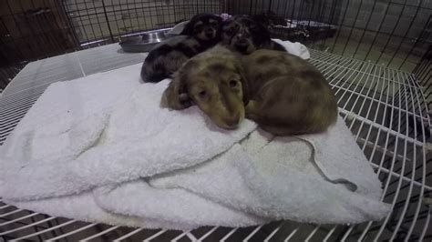 AKC Miniature Dachshund puppies, piebalds, dapple, our 