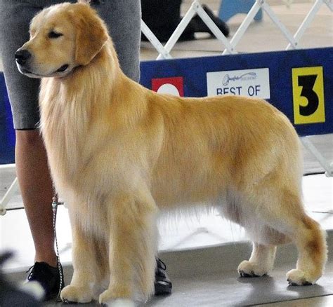Dogwood springs golden retrievers. Things To Know About Dogwood springs golden retrievers. 