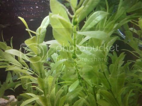 Dojo Loach Spawning - Loaches Online Forum