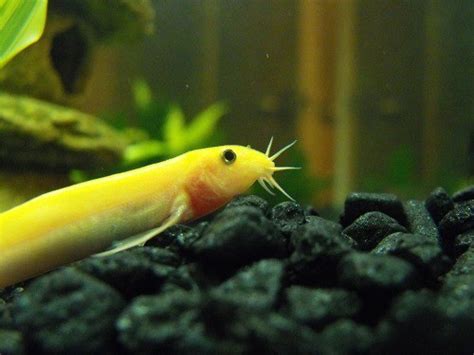 Dojo Loach or Weather Loach Care, Tank Mates, Breeding …