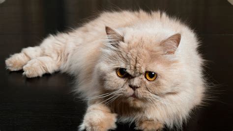 Doll face persian cat. 14. Zara12345 said: Persians come in many varieties. A doll face persian refers to the classic persian that has a normal face and there's also the peke face persian which is caused by a genetic mutation and causes the cat to have a kind of squished face. 