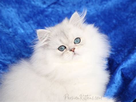 Dollface Persian Kittens - Facebook