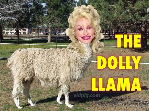 Dolly llama. Things To Know About Dolly llama. 
