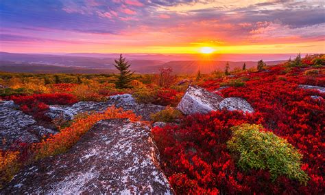 Dolly Sods Wilderness Area: Great bird watching! - 