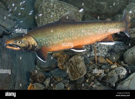 Dolly Varden are recognized as a distinct species (Reist et al. 1997), although earlier literature for this area either refers to them as the western Arctic form of Arctic char or combines the information for the two species. Many Dolly Varden stocks, including the Firth River stock, exhibit both an anadromous (sea-run) and a residual,. 