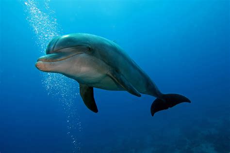 Dolphin - Description, Habitat, Image, Diet, and Interesting Facts