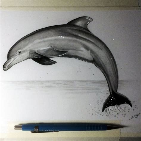 Dolphin Drawings Realistic