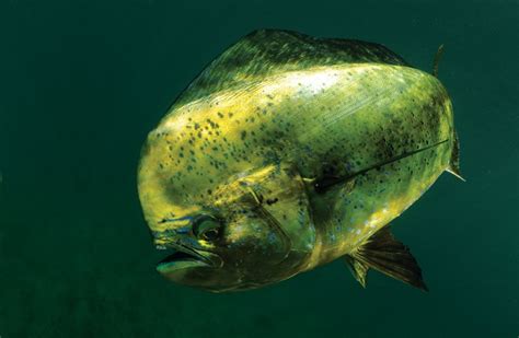 Dolphin Fish, Dorado, Mahi Mahi: Many Names, Enduring Popularity