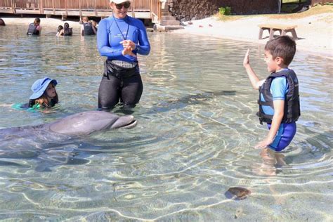 Dolphin Quest Swim with Dolphins on Big Island, Oahu