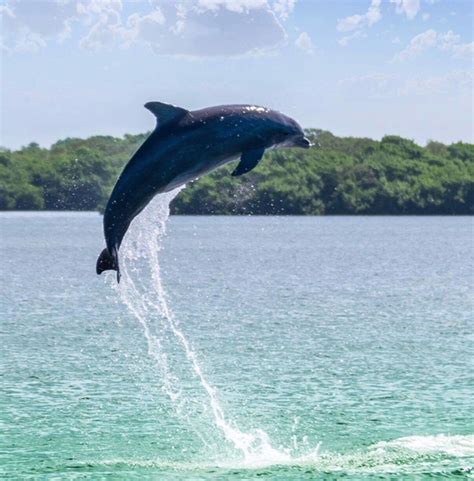 Dolphin Tours Near Siesta Key