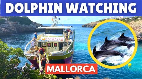 Dolphin Watching Mallorca (Majorca): Cala D’Or, Spain, August 2024