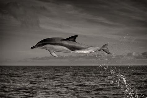 Dolphin balık