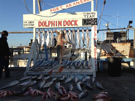 Dolphin docks port aransas. Start: 900 Tarpon St, Port Aransas, TX 78373, USA. We will meet on the docks behind Fisherman's Wharf and Grumbles Seafood in Port … 