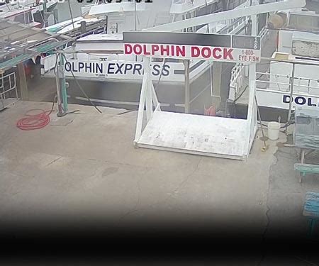 Clearwater Marine Aquarium Dolphins. This dolphin cam comes to you from the Clearwater Marine Aquarium in Florida and gives you a view of Winter, a rescued bottle nosed dolphin. This webcam can be remotely controlled so you can pan, tilt and zoom. Watch Winter swim around, beg for treats, jump through hoops and perform other tricks.. 