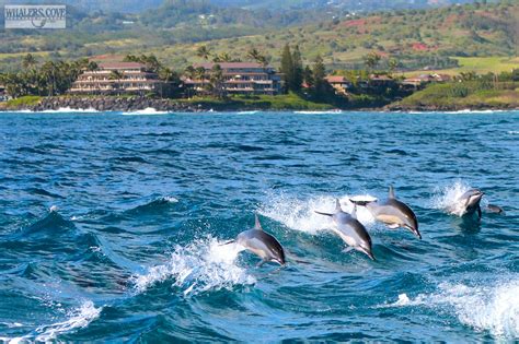 Witness the Spouting Horn blowhole & search for resident spinner dolphins before snorkeling with turtles & tropical fish. Enjoy fresh pineapple, snacks .... 