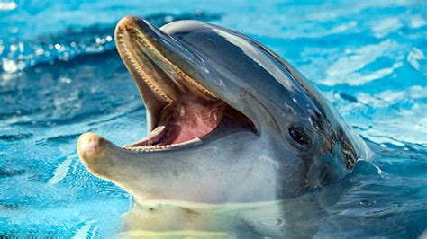 Dolphin noise. Jan 12, 2023 · Reese's whistles were on average 1.85 times longer in the highest noise exposure trials. Ms Sørenson explained why it is a concern if dolphins cannot communicate properly: "If you are exposed to ... 