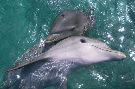 Dolphin peni. Things To Know About Dolphin peni. 