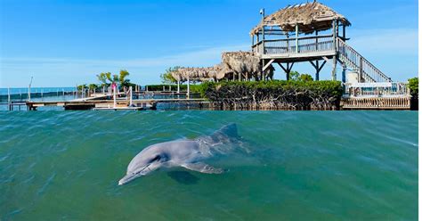 Dolphin research center. Things To Know About Dolphin research center. 