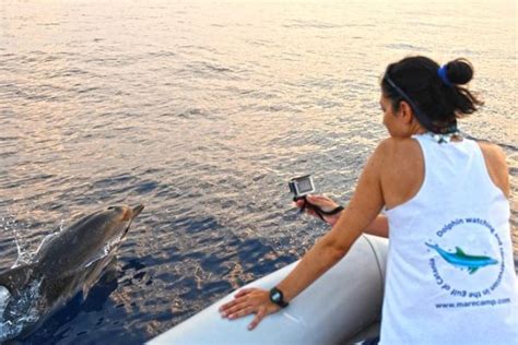 Dolphin watching – In search of dolphins in the Gulf of Catania