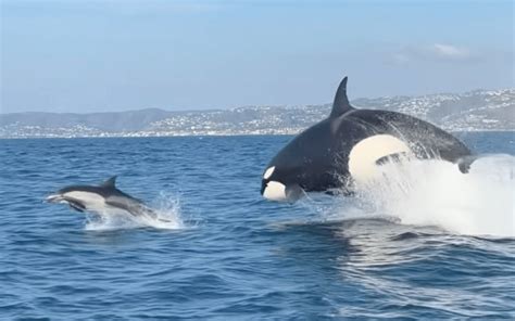 Dolphin-hunting killer whales are hanging around SoCal, and tour guides are loving it