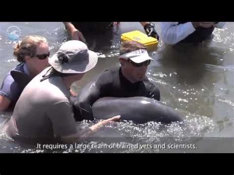 Dolphins at the Doctor Ocean Today