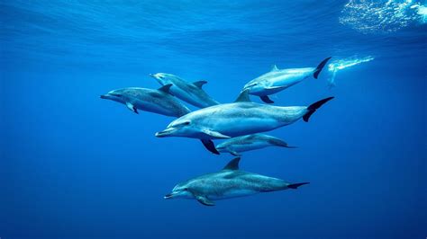 Dolphins swimming. Whales and Dolphins swimming together. Dreaming of whales and dolphins swimming together has quite the opposite meaning of dreaming of them with sharks. This is because whales do not eat dolphins. The only whales that are known to eat dolphins are the Killer Whales, which aren’t true whales but belong to the … 