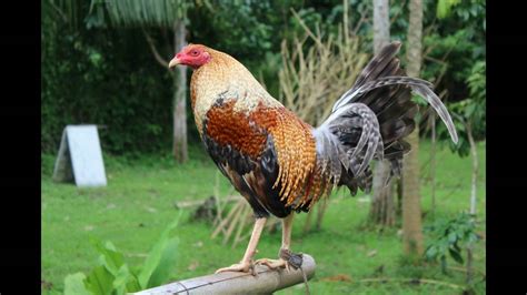 Best Cutting Gamefowl Bloodlines. 1. Whitehackle. Whitehackles are considered to be the most beautiful gamefowl in the world by most breeders. They have straight combs, stand proud with their broad shoulders, and have a compact build and thick plumage. This breed has a red color, spotted with mustard hackles.. 