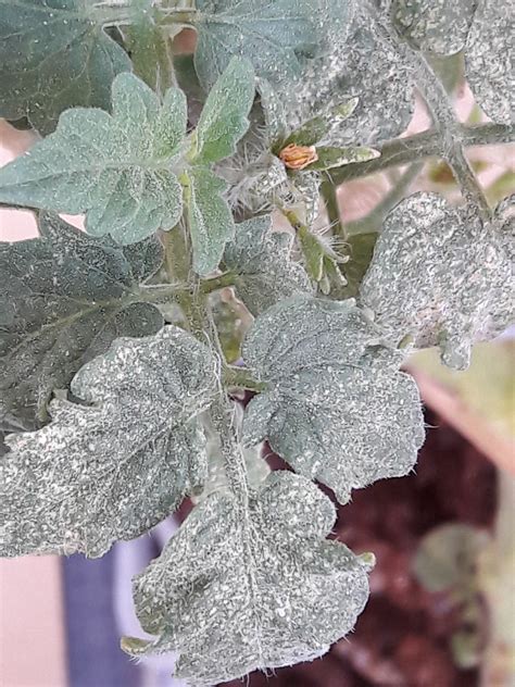 Domates fidelerinde lekeler. 