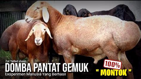 Domba anemal sexy vedio. .  <a href=https://uvote.mgientertainment.us/assets/images/yeh...