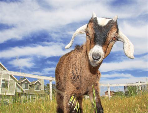 Domestic Animal bylaw now allows goats