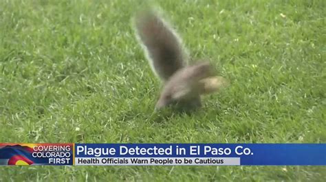 Domestic animal tests positive for plague, Larimer County officials announce