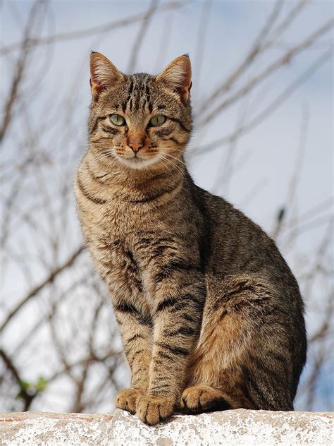 Domestic cat wikipedia. Things To Know About Domestic cat wikipedia. 