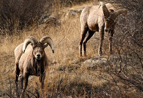Domestic sheep will no longer graze swath of Colorado land to protect bighorns from “pernicious” disease