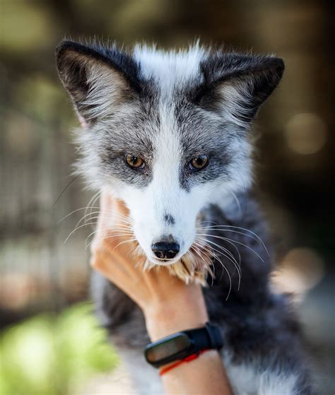 Domesticated fox. States That Allow Pet Foxes. Arkansas, Delaware, Florida, Illinois, Indiana, Maine, Michigan, Missouri, Nebraska, New York, North Dakota, Ohio, Oklahoma, Rhode Island, South Dakota, Tennessee, Virginia, and Wisconsin all allow for pet foxes to be owned. Each of these states may have its own rules about how and where a pet fox must be … 