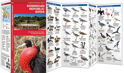 Dominican republic birds pocket naturalist guide series. - San agustin contado a los ninos (fe infantil).