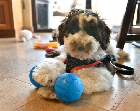 Schnoodle Puppies for Sale. Domino Schnoodles. Adam. Meet Adam. He is a miniature chocolate Schnoodle. He will likely mature to 14-17 pounds. He is available to go .... 