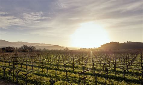 Dominus code.  The vineyards are sustainably farmed and meticulously maintained, with a focus...