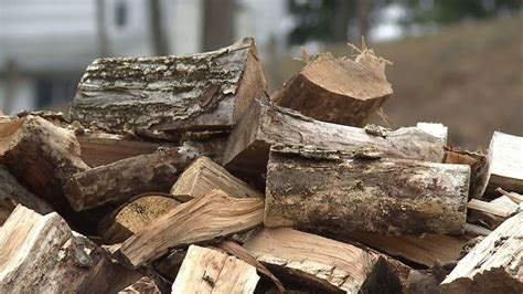 Don't bring firewood to campsites: Here's why