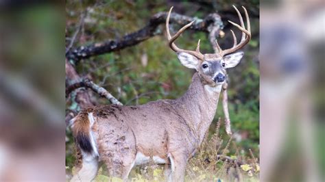 Don't dump deer carcasses around roads or waters of St. Louis, MDC warns