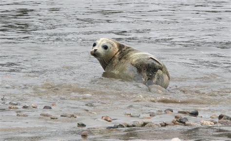 Don't pick up seal pups, Marine Mammal Center warns