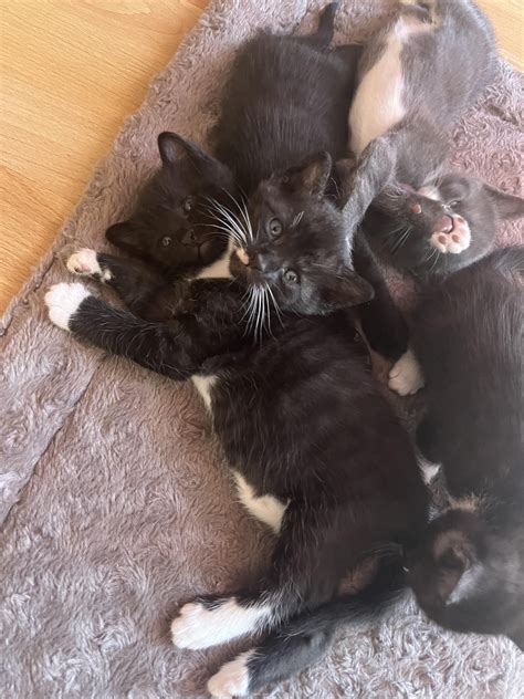 Don chaton Mulhouse