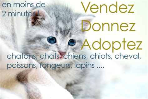 Don de chaton Mulhouse