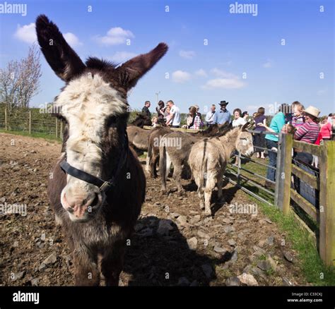 Donkey Heaven!! - The Scottish Borders Donkey Sanctuary